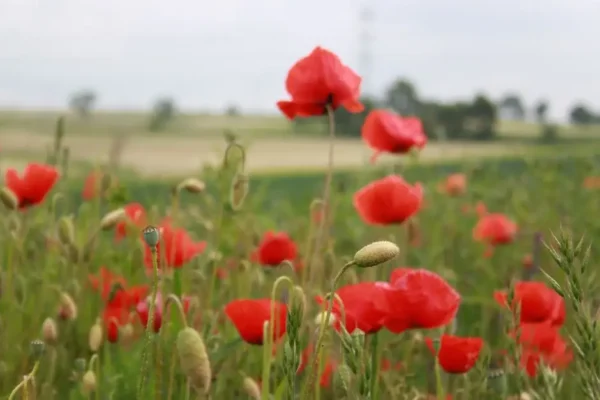 Dożynki z hitami Krzysztofa Krawczyka – wystąpi zespół Alibi