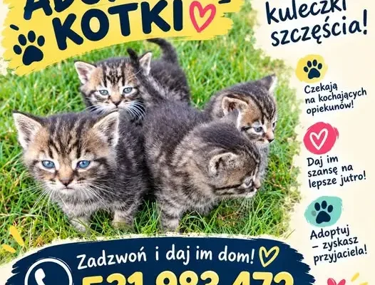 Gminny Ośrodek Pomocy Społecznej szuka domów dla czterech kotków