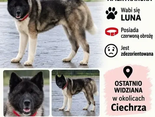 Zaginęła suczka Akita Amerykańska Luna – poszukiwania w okolicach Ciechrza