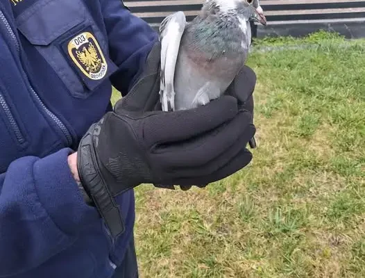 Gołąb lotowy uratowany przez Straż Miejską w Ciechocinku