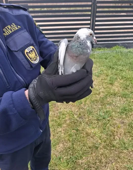 Gołąb lotowy uratowany przez Straż Miejską w Ciechocinku